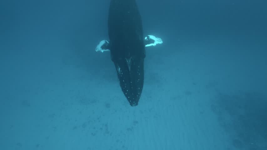 Humpback Whale Swims under camera, Silver Banks, Dominican Republic