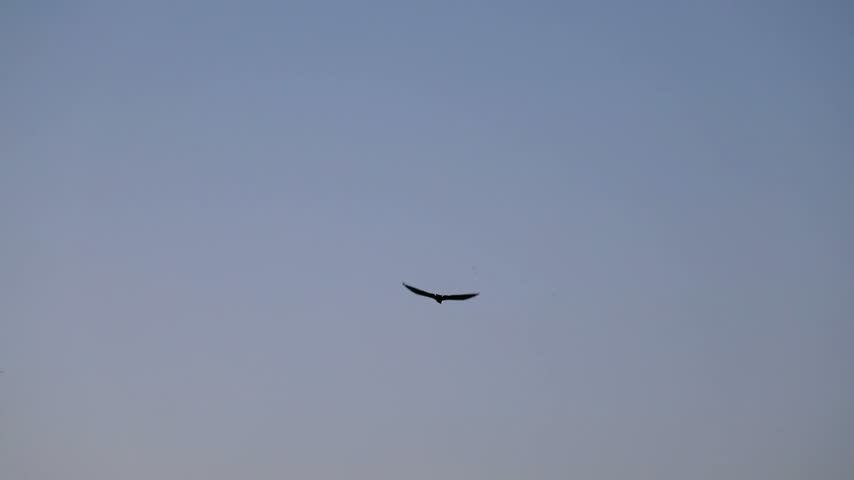 Black Kite Milvus migrans bird of prey soaring high in the beautiful evening sky slow motion 180fps footage