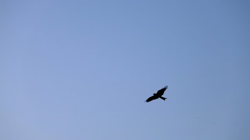 Majestic Black Kite Milvus migrans bird of prey flying in the clear blue sky slow motion 180fps footage