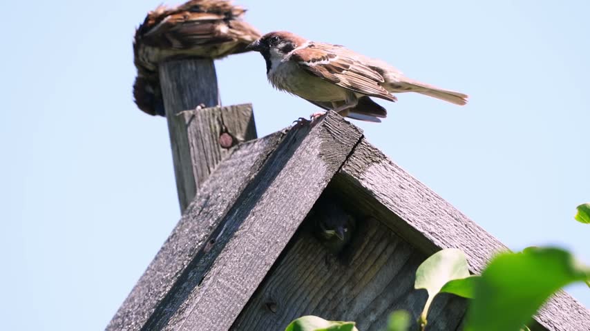 Sparrows perch on a weathered birdhouse. One bird watches from a wooden post. Another scans the sky from the roof. Green leaves frame the scene. Bright blue sky offers calm backdrop
