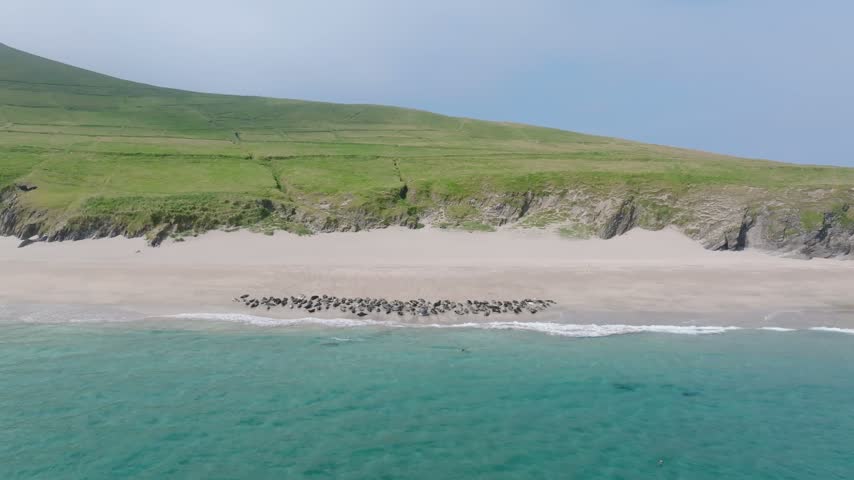 Large group of seals rests on a remote sandy beach beside clear turquoise water at Blasket Island in County Kerry, Ireland.