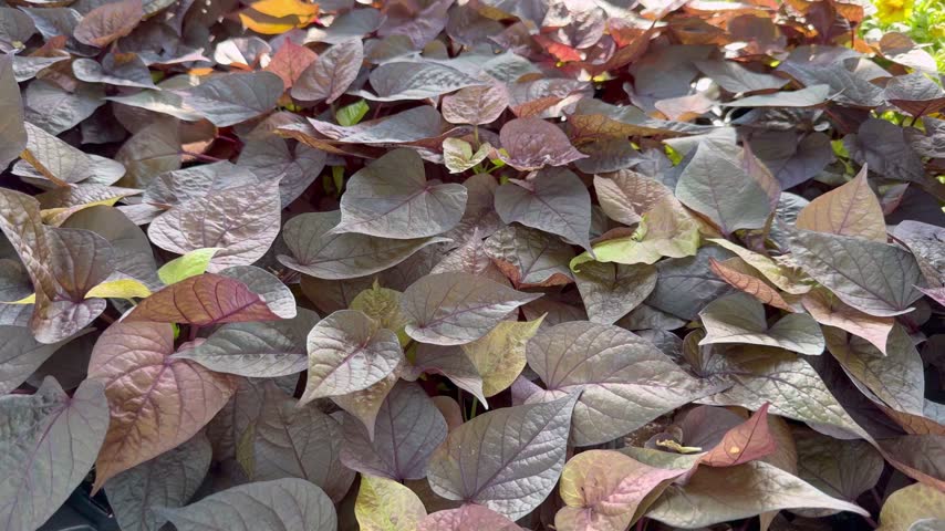Steady shot of heart shaped dark bronze and purple sweet potato vine leaves.,