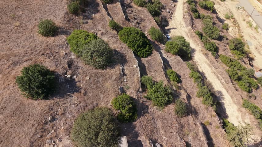 Aerial view of dry agricultural land in Cyprus with rows of green trees, narrow earthen channels, dirt tracks and rocky Mediterranean terrain