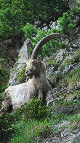 Kandersteg, Switzerland. Majestic ibex Steinbock mountain goat rests on a rocky slope amid lush greenery. Long, curved horns stand out in the mountainous backdrop. Partially hidden by bushes, the anim