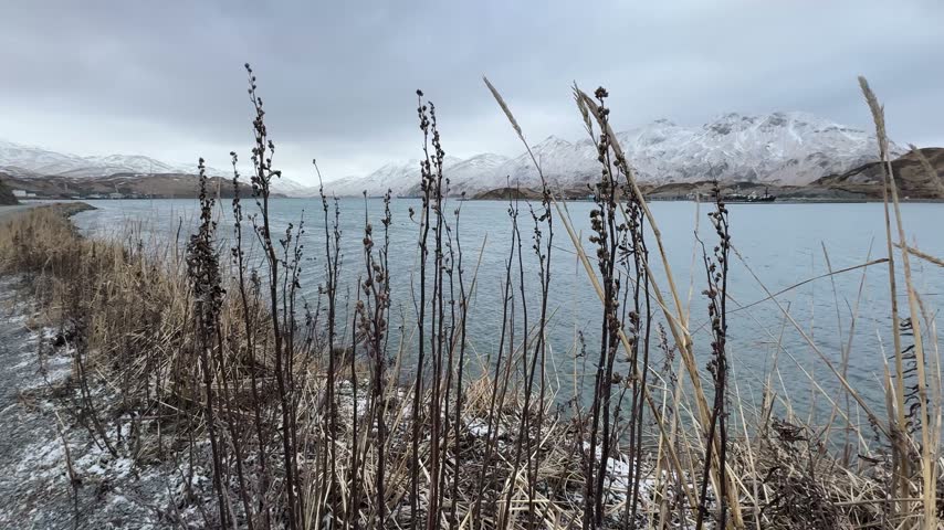 Ground level perspective shot of dry winter brush and grass overlooking Captains Bay in Unalaska Island.