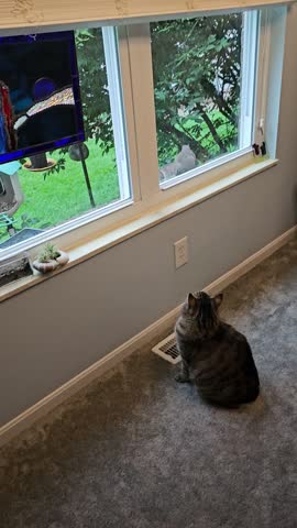Cute cat indoors watching squirrel outside on window ledge then jumps away vertical video