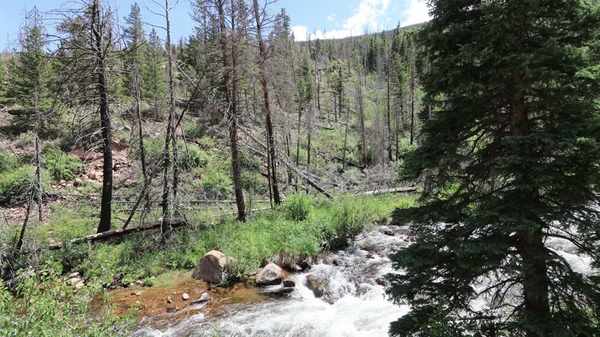 White water cascades over rocks in a stream that winds through a sunlit hillside dotted with green undergrowth and standing dead trees.
