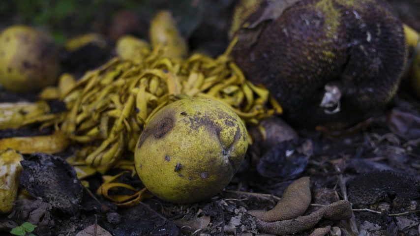 Wasted And Rotten Agricultural Fruits Left To Decay On The Ground, Spoiled Organic Harvest Lying In Outdoor Field, Suitable For Farming Food Waste Concept Or Environmental Footage.