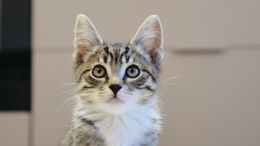 Cute tabby kitten looking around with curiosity close up. This is an adorable small domestic baby kitty with big expressive eyes. Lovely furry pet turning head on a kitchen floor. Beautiful animal care, premium food and veterinary background.
