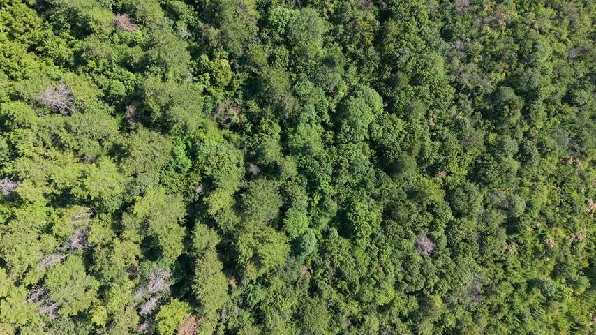 Bright daylight atmosphere over the woodland near Madara Rider and Fortress in Bulgaria.