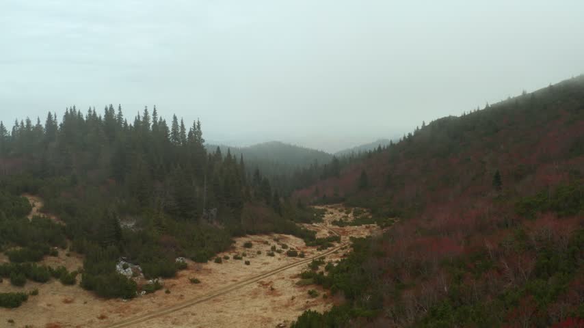 Aerial view gliding forward over alpine landscape through dense pine forest and mist covered path on cloudy autumn day.