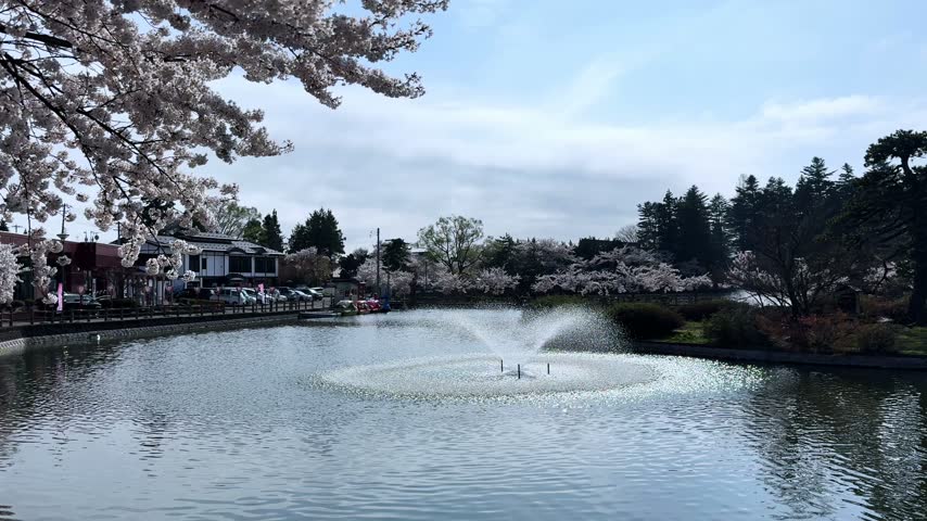 Water Fountain and Cherry Blossoms Across a Scenic Park Lake