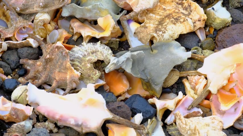 Closeup conch shell and shells covering beach on tropical island in Fiji, South Pacific