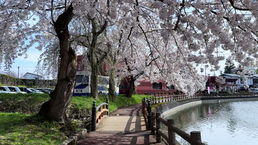 Water Fountain and Cherry Blossoms Across a Scenic Park Lake