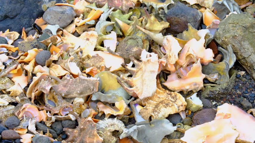 Fijian beach covered with broken conch shell on tropical island in Fiji, South Pacific