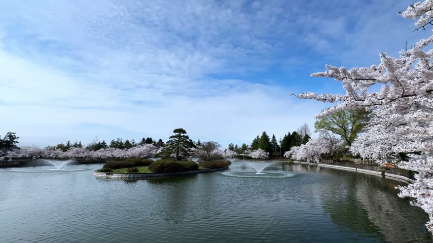 Water Fountain and Cherry Blossoms Across a Scenic Park Lake