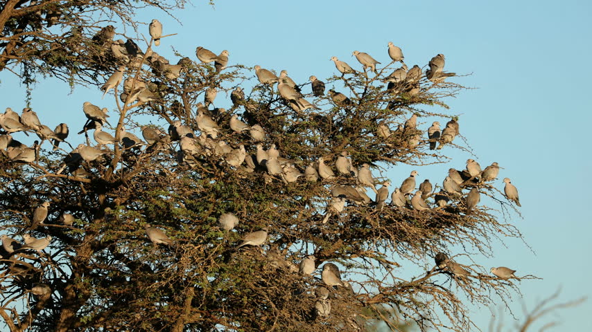Flock of Cape turtle doves (Streptopelia capicola) perched in a tree, Kalahari desert, South Africa