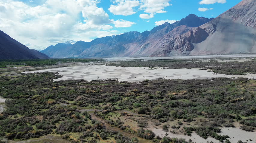 Wide aerial push in shot flying forward over lush bushes towards white sand dunes and snow-capped Himalayan mountains in Hunder, Nubra Valley, Ladakh, India.