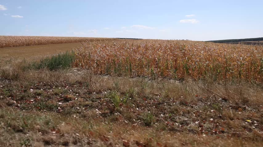 A side-view tracking shot driving past vast, sun-drenched agricultural fields in Romania, featuring mature dry cornstalks alongside harvested farmland beneath a clear blue summer sky.