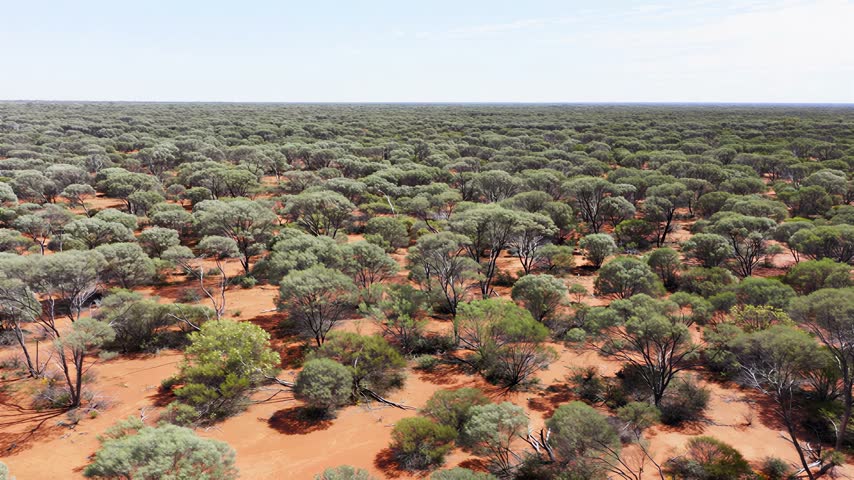 Aerial view of a vast, arid Australian landscape featuring sparse vegetation and distinctive red soil under a clear blue sky