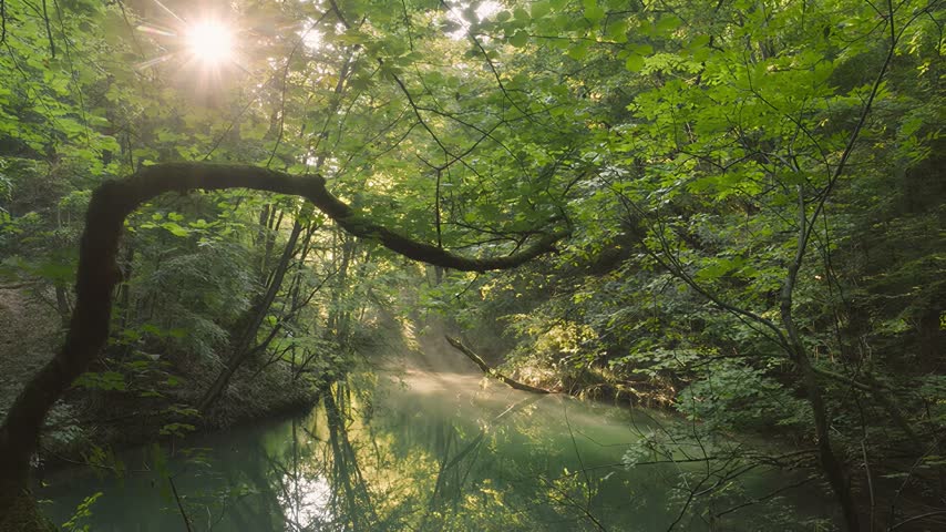 Morning sunbeams pierce the dense foliage of a vibrant forest, illuminating a serene river with gentle mist rising from its surface