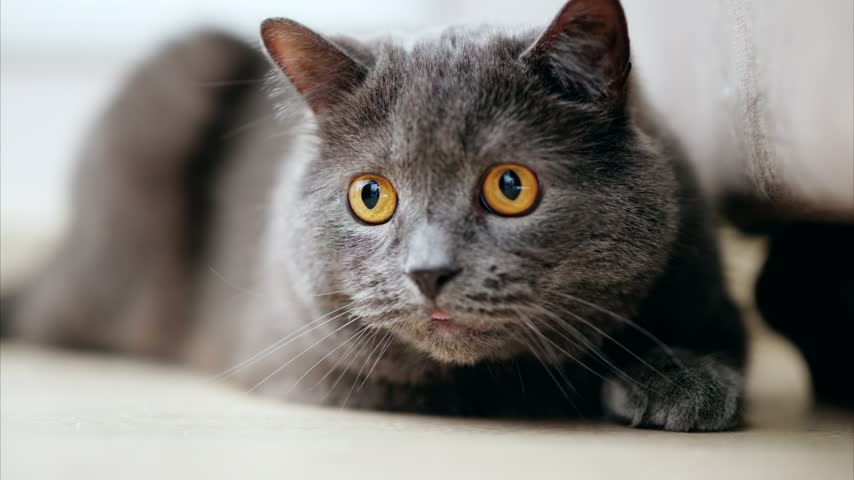 Adorable grey cat with bright yellow eyes looking surprised while lying down. Domestic pet showing alert expression and curious behavior. Beautiful feline portrait in soft lighting.