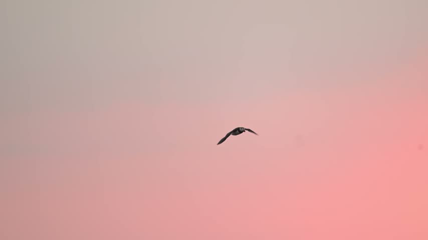 Slow Motion Sunset Puffins Flying by Sun with Beautiful Orange and Red Sunset Sky, Atlantic Puffins in Flight Silhouetted by Setting Sun, UK Seabirds Flying in the Red Sky