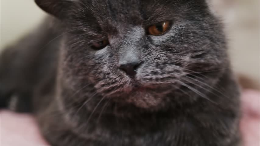 Slow motion close up of a grey British shorthair cat yawning wide while lying down on a soft pink blanket, showing sharp white teeth and pink tongue in high detail.