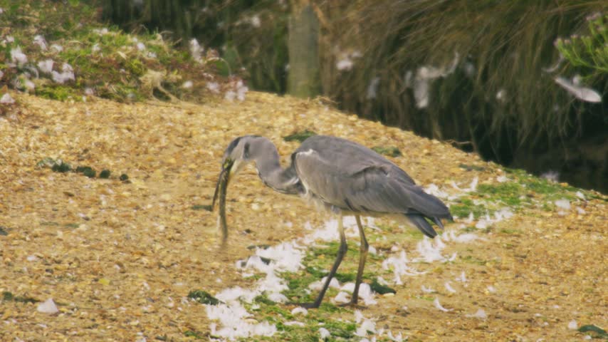 Close wildlife footage of a Grey Heron (Ardea cinerea) carrying a freshly caught eel in its beak while standing on a coastal shoreline in southern England. The clip shows clear predator-prey and feedi