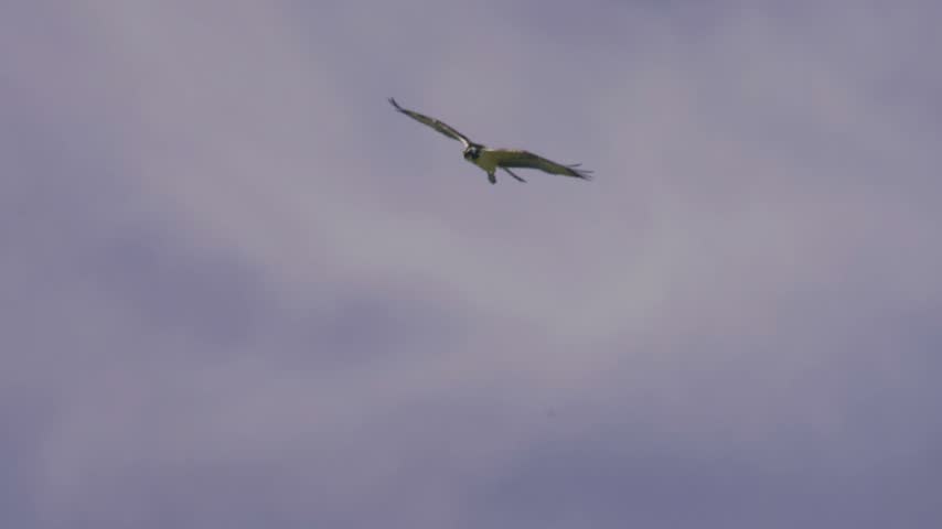 Wildlife footage of an Osprey (Pandion haliaetus) flying through an open sky while carrying prey beneath its body. The bird of prey glides with wings spread, showing natural hunting and feeding behavi