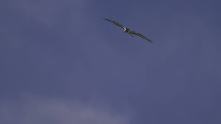 Wildlife footage of an Osprey (Pandion haliaetus) soaring through a clear blue sky with its wings fully extended. The bird of prey is seen from below while gliding and banking in flight over southern