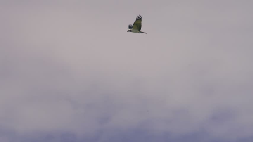 Wildlife footage of an Osprey (Pandion haliaetus) flying side-on against an overcast sky in southern England. The bird of prey is shown in active flight with wings raised, creating a clear profile vie