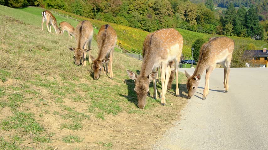 Large group of beautiful spotted deer grazes together on lush green hillside pasture. Jelenov Greben farm provides natural habitat for peaceful animals during sunny day.