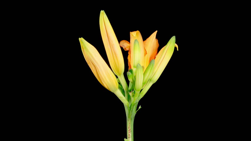 Orange Lily Blossoms. Time Lapse of Opening Beautiful Orange Lily Flowers. Black Background. 4K.