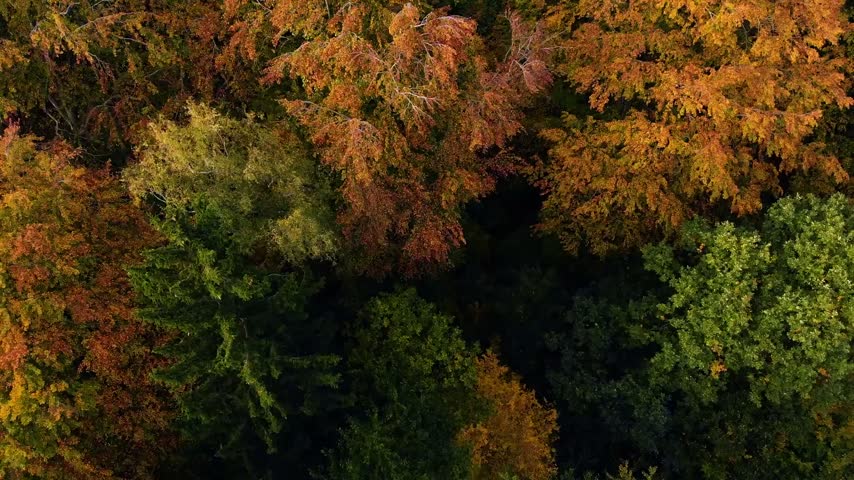 Aerial close up of a colorful autumn forest canopy a high angle view captures