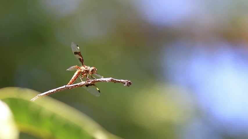 An unidentified dragonfly, Anisoptera, perched and moving as it watches for prey on a stick. 