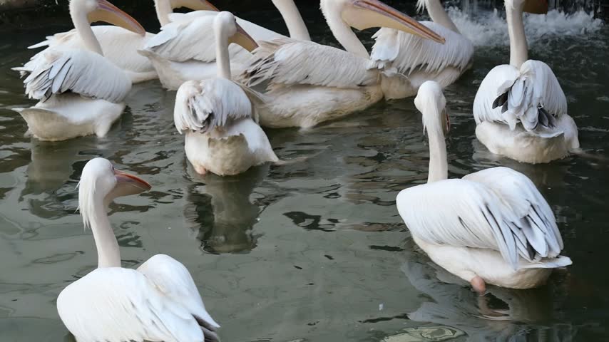 A flock of great white pelicans swims in a calm pond near a small artificial waterfall.