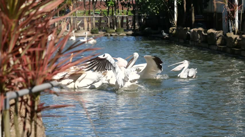 A group of pelicans swim and compete for food in a narrow canal at a zoo.