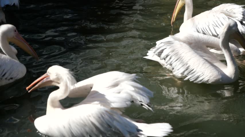 A group of great white pelicans swimming and paddling in calm dark water.