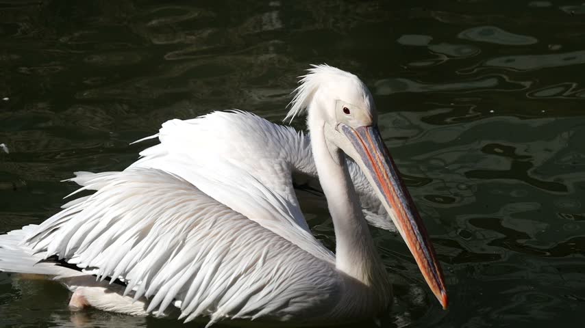 A great white pelican swims and preens its large wings while floating on dark water.