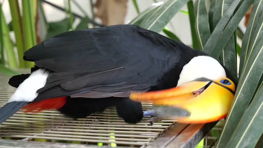 A Toco toucan perched on a metal grate platform nibbles at a palm leaf.