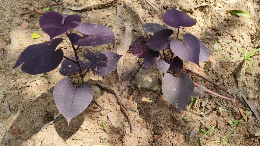 Farmer hand inspecting sweet potato plant growing on ground soil and purple colour thick leaves for pest damage before harvesting. Organic sweet potato agriculture, farming or cultivation concept.