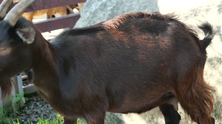 A dark brown goat stands on a large rock while observing another smaller goat near a wooden fence at a petting farm.
