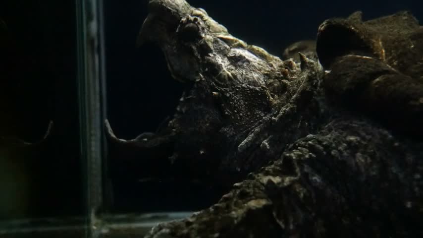 A large alligator snapping turtle sits underwater with its mouth wide open in a tank.