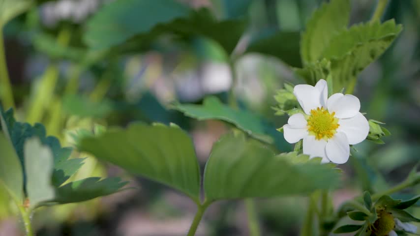 Strawberry flower with white petals, yellow core, and green leaves. Early phase of seasonal fruit growth, showing first signs of strawberries that will soon be ready for harvest in garden