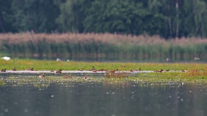 Mallard ducks forage in pond water and reeds before taking off while morning sunlight illuminates the scene in slow motion