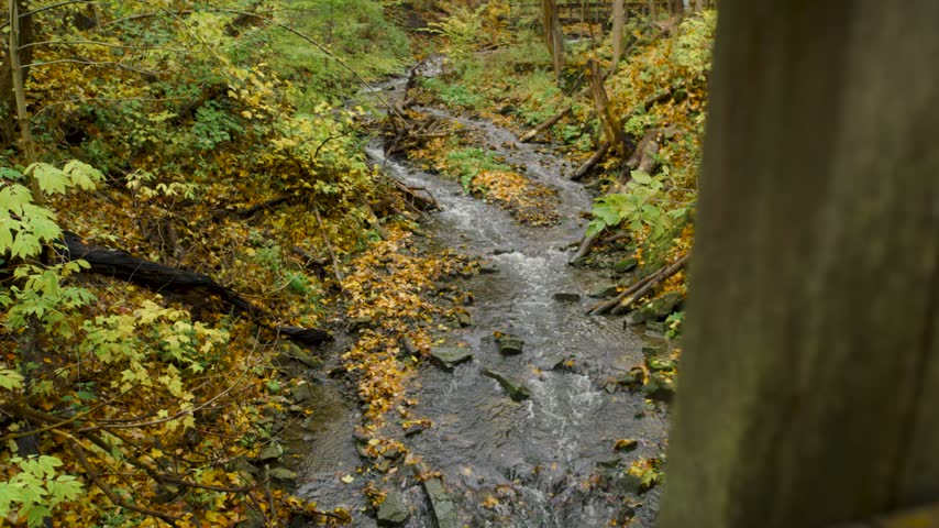 Flowing Creek Through Colorful Autumn Forest in Ontario, Canada