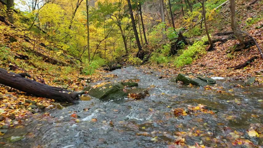 Flowing Creek Through Colorful Autumn Forest in Ontario, Canada