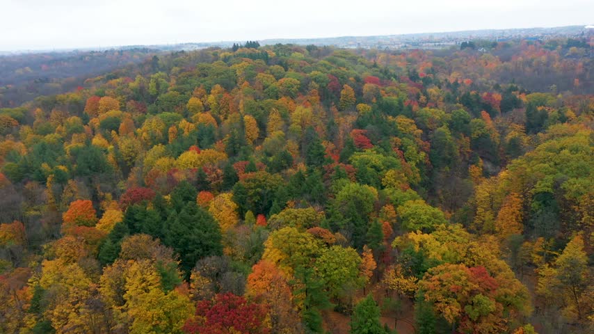 Aerial View of Colourful Forest in Peak Autumn Fall Foliage