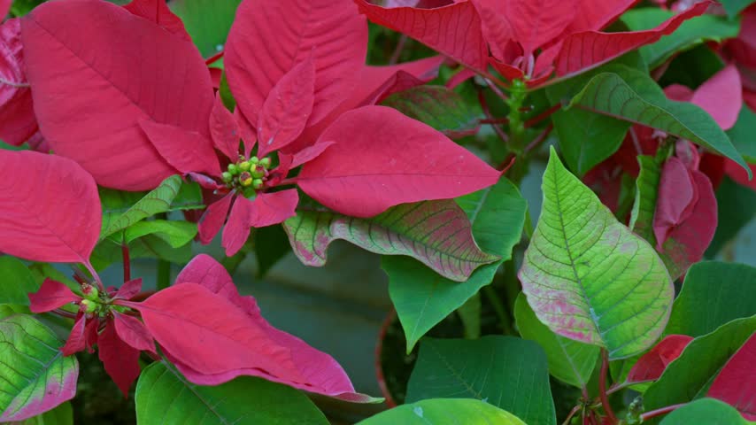 vibrant red poinsettia plant with green leaves close-up, euphorbia pulcherrima christmas star flower macro shot, red christmas poinsettia background with natural leaves